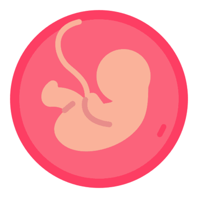 Изображение эмбриона